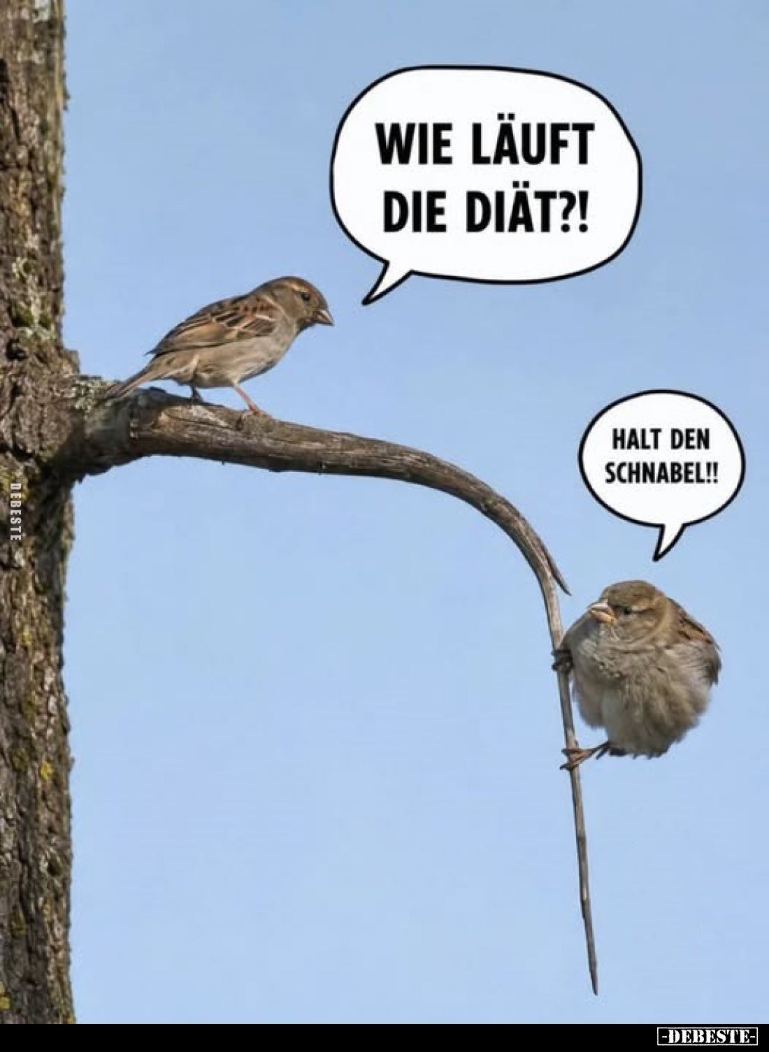 Wie läuft die Diät?!
-
Halt den Schnabel!!