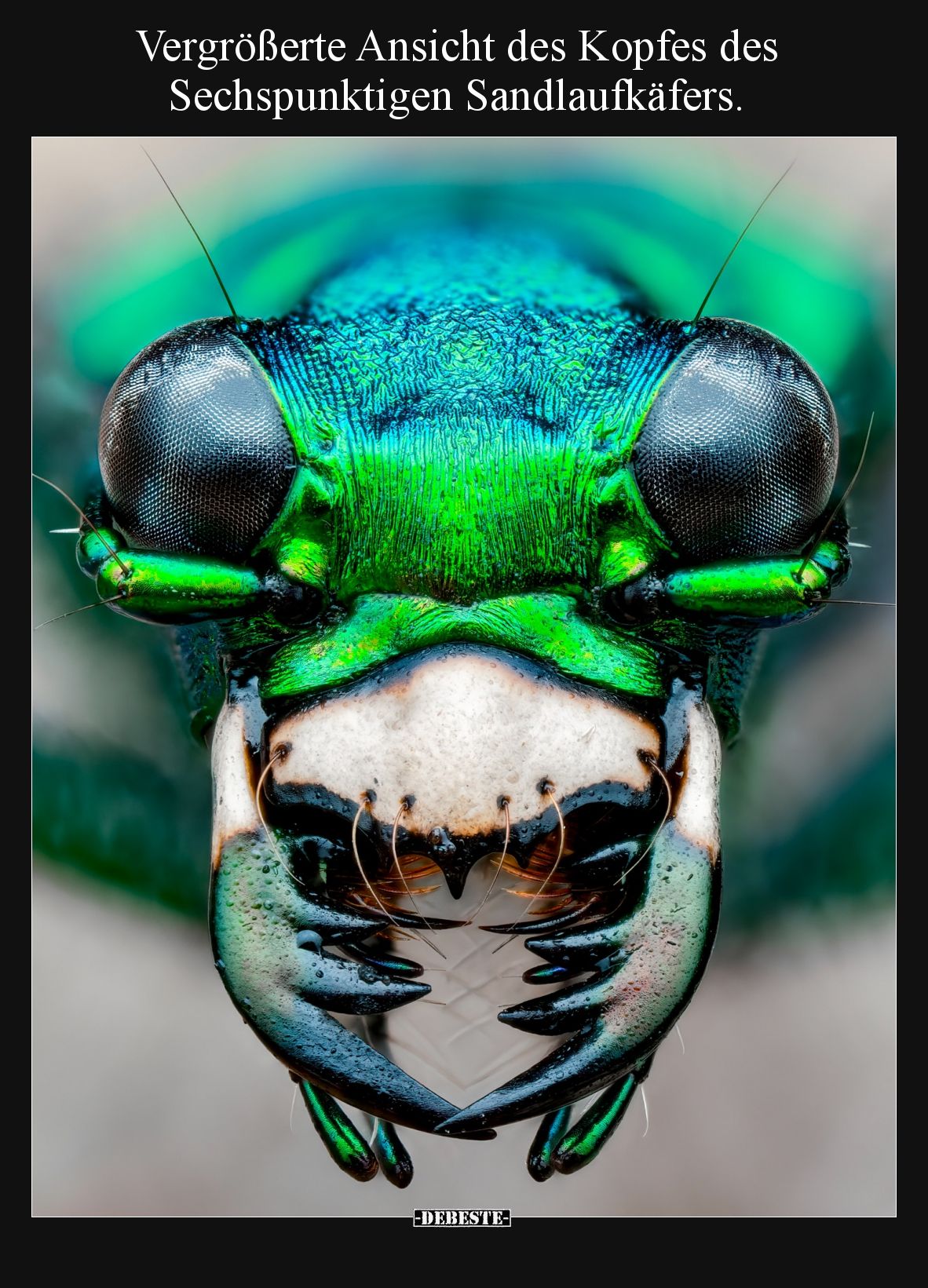 Vergrößerte Ansicht des Kopfes des Sechspunktigen Sandlaufkäfers.
