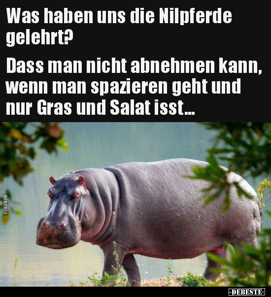 Was haben uns die Nilpferde gelehrt?.. - Lustige Bilder | DEBESTE.de
