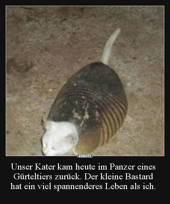 Unser Kater kam heute im Panzer eines Gürteltiers zurück...