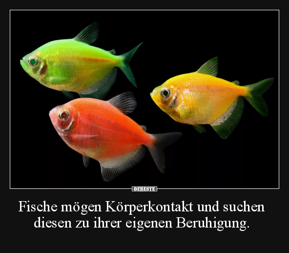 Fische, Suchen