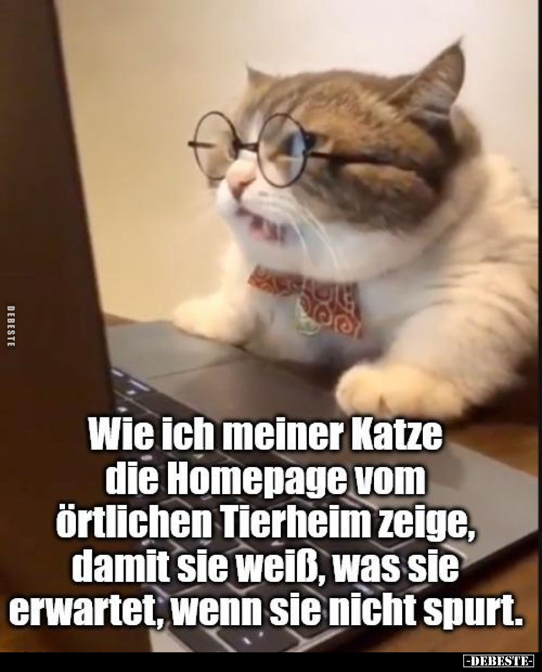 Wie ich meiner Katze die Homepage vom örtlichen Tierheim zeige, damit sie weiß, was sie erwartet, wenn sie nicht spurt.