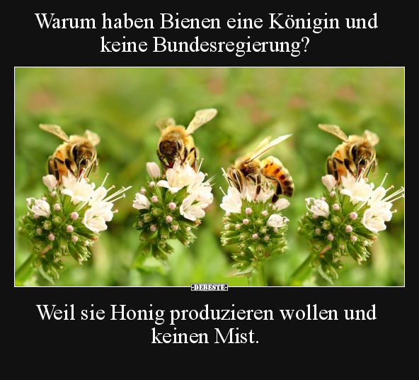 Warum haben Bienen eine Königin und keine Bundesregierung?.. - Lustige Bilder | DEBESTE.de