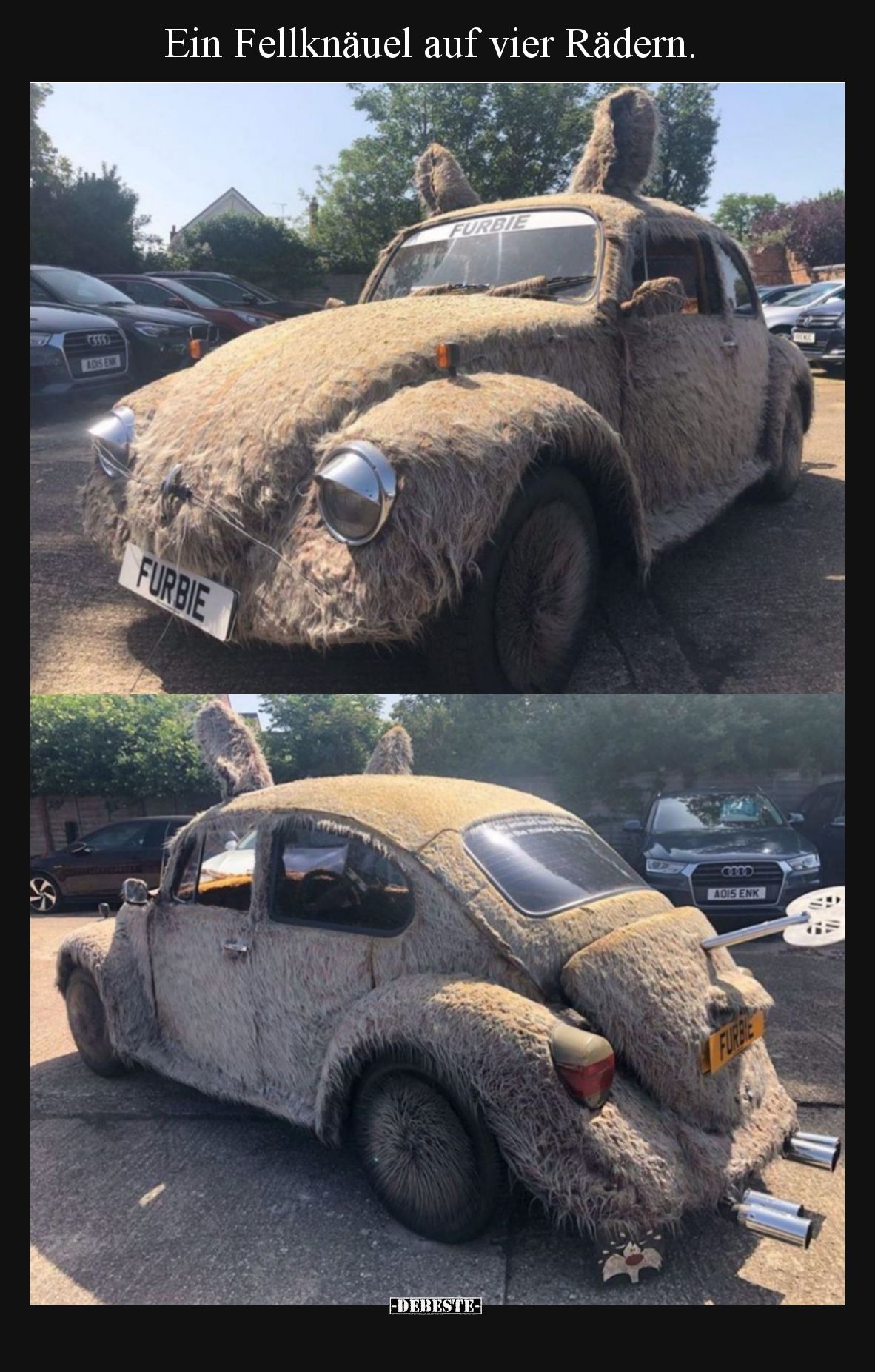 Ein Fellknäuel auf vier Rädern