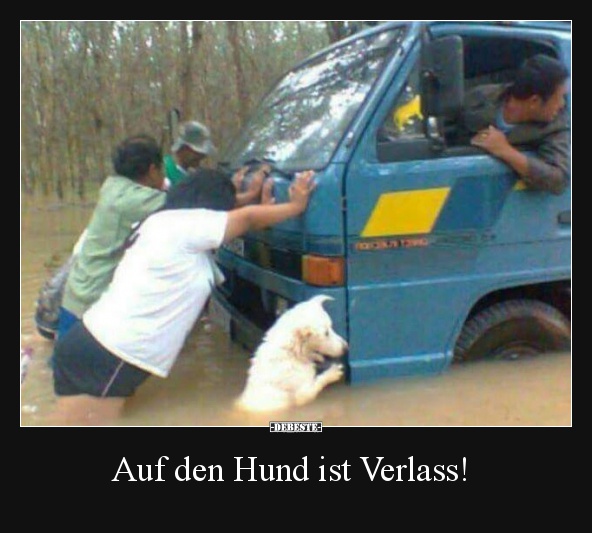 Auf den Hund ist Verlass! - Lustige Bilder | DEBESTE.de