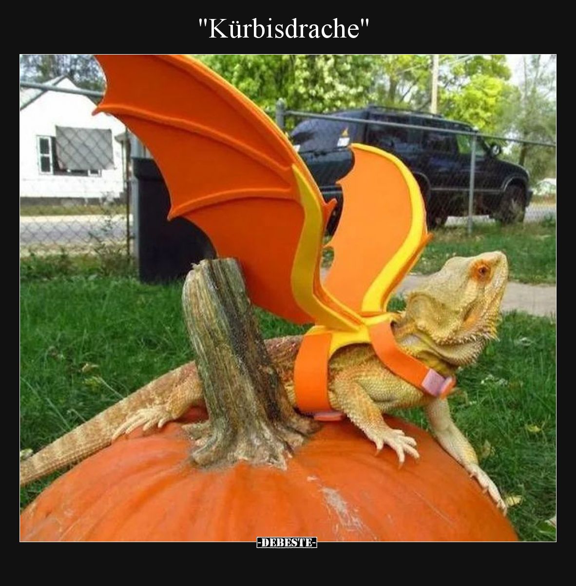 "Kürbisdrache"