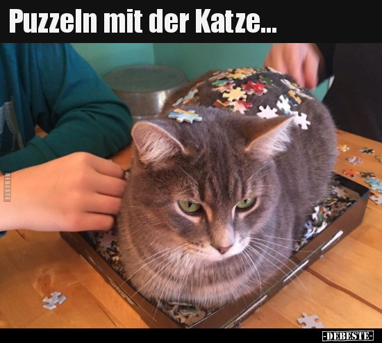 Puzzeln mit der Katze... - Lustige Bilder | DEBESTE.de