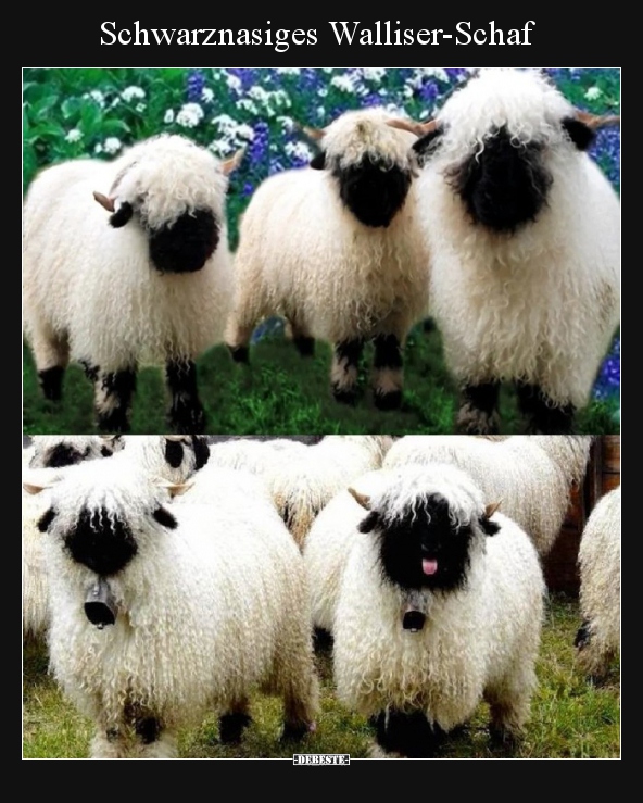 Schwarznasiges Walliser-Schaf..