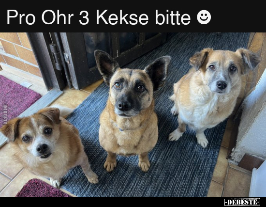 Pro Ohr 3 Kekse bitte ☻.. - Lustige Bilder | DEBESTE.de