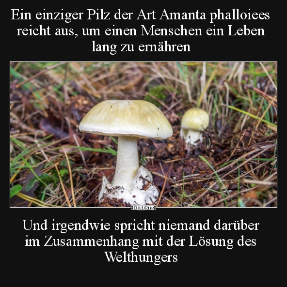 Ein einziger Pilz der Art Amanta phalloiees reicht aus, um.. - Lustige Bilder | DEBESTE.de