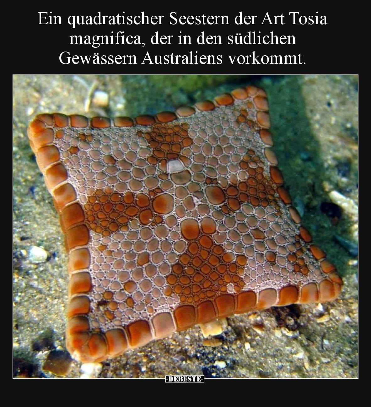 Ein quadratischer Seestern der Art Tosia magnifica, der in den südlichen Gewässern Australiens vorkommt.