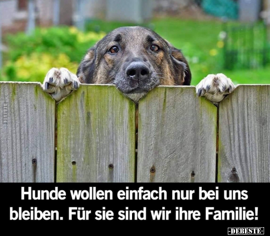 Hunde wollen einfach nur bei uns bleiben.. Lustige Bilder, Sprüche