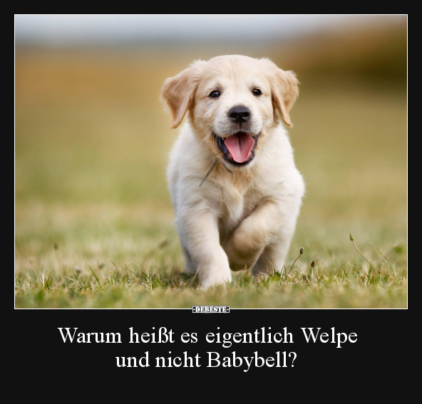 Warum heißt es eigentlich Welpe und nicht Babybell?.. - Lustige Bilder | DEBESTE.de
