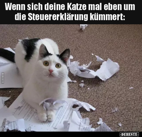 Wenn sich deine Katze mal eben um die Steuererklärung.. - Lustige Bilder | DEBESTE.de