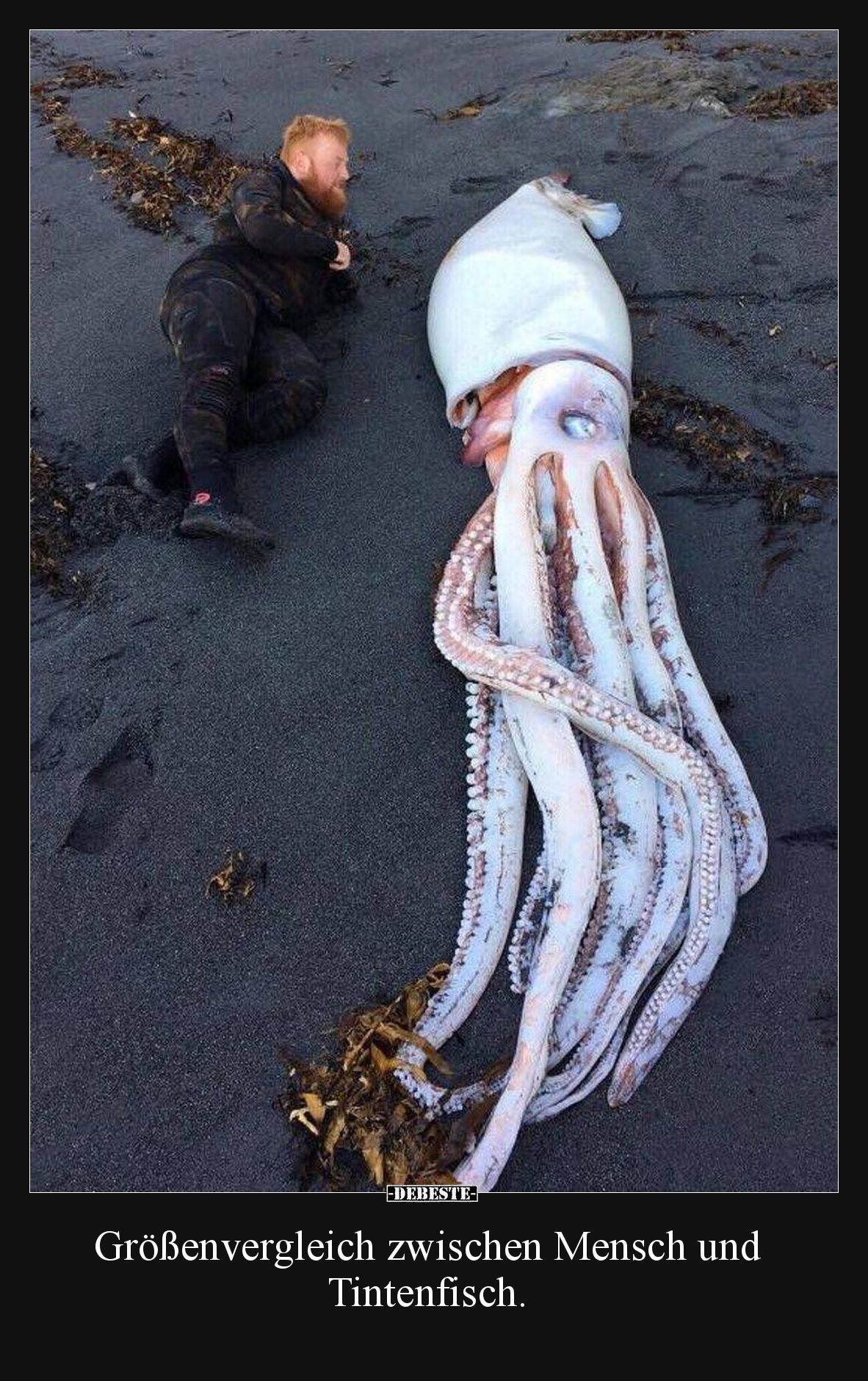 Größenvergleich zwischen Mensch und Tintenfisch