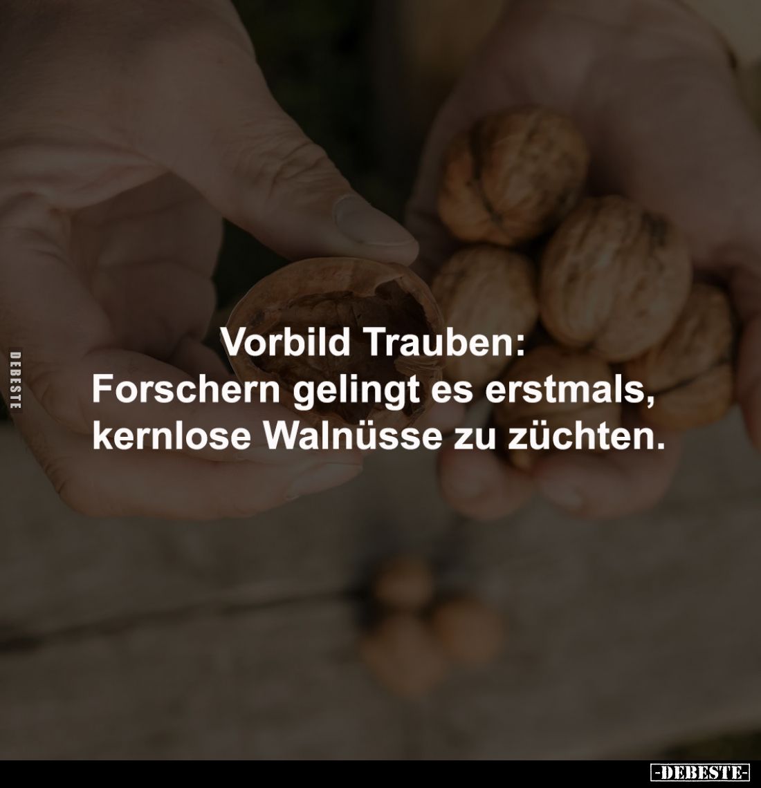 Vorbild Trauben: 
Forschern gelingt es erstmals, 
kernlose Walnüsse zu züchten.
