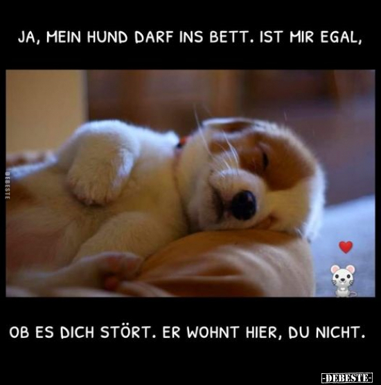 Ja, mein Hund darf ins Bett. Ist mir egal.. - Lustige Bilder | DEBESTE.de