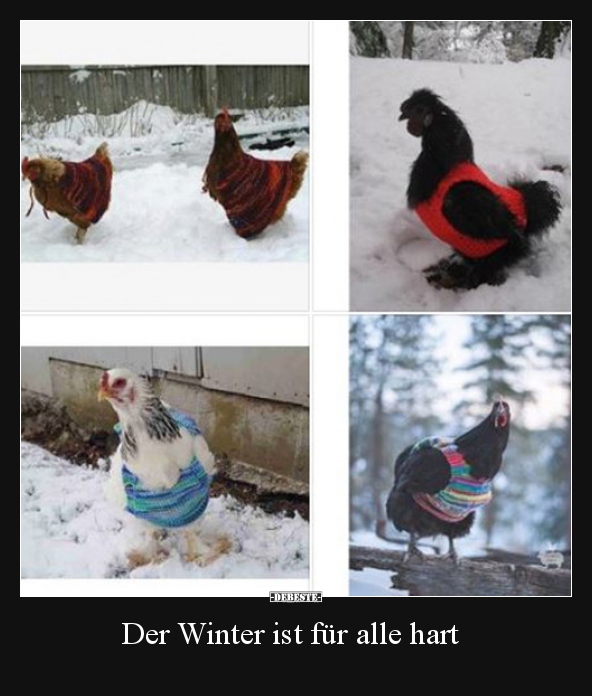 Der Winter ist für alle hart..