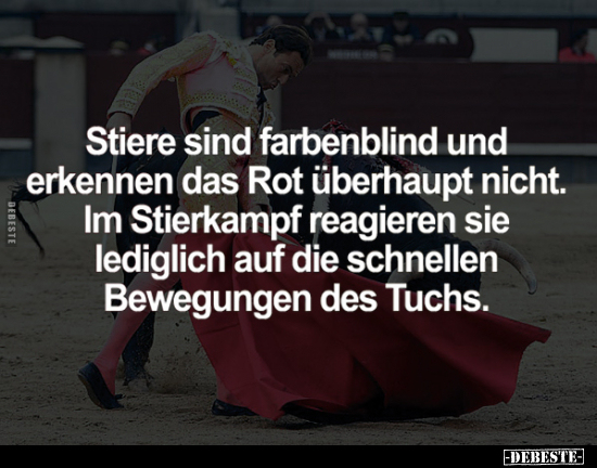 Stiere sind farbenblind und erkennen das Rot.. - Lustige Bilder | DEBESTE.de