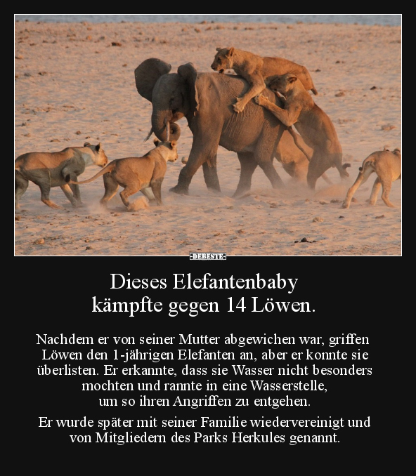 Dieses Elefantenbaby kämpfte gegen 14 Löwen.. - Lustige Bilder | DEBESTE.de