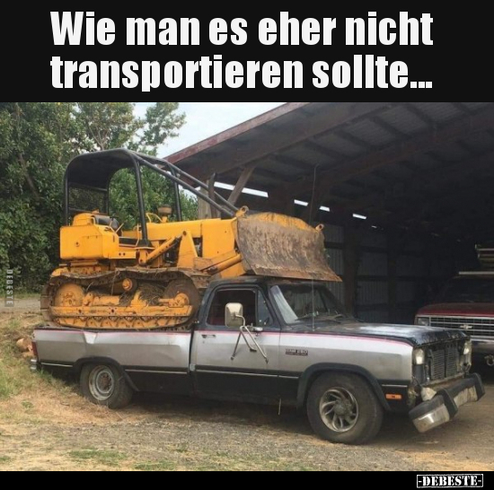 Sport, Tiere, Tier, Transport