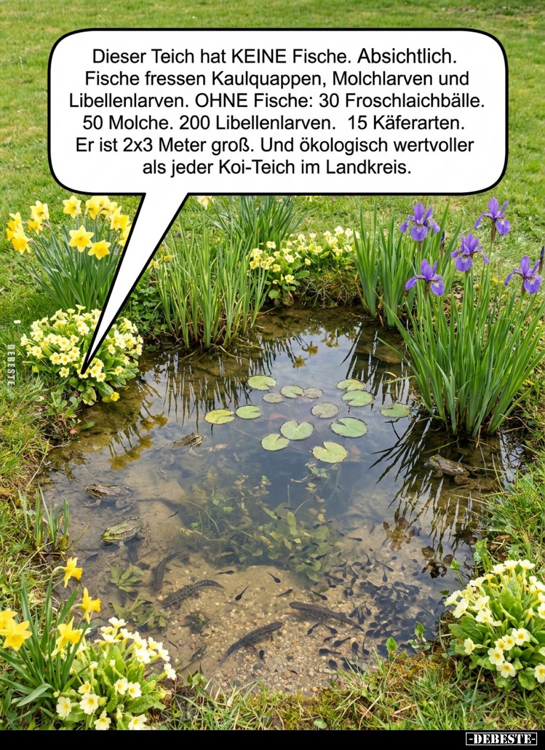 Dieser Teich hat KEINE Fische. Absichtlich.
Fische fressen Kaulquappen, Molchlarven und Libellenlarven.
OHNE Fische: 30 Fro...