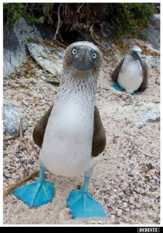  - Lustige Bilder | DEBESTE.de