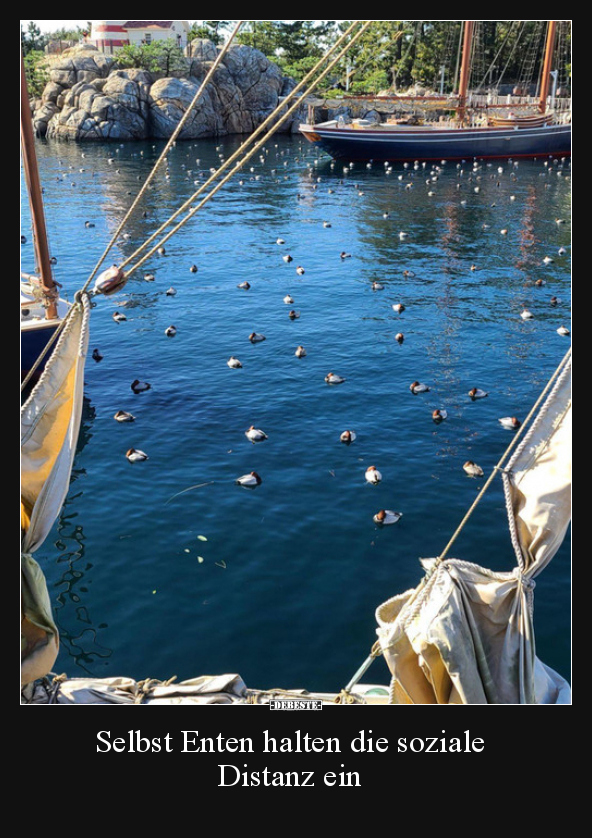 Selbst Enten halten die soziale Distanz ein..