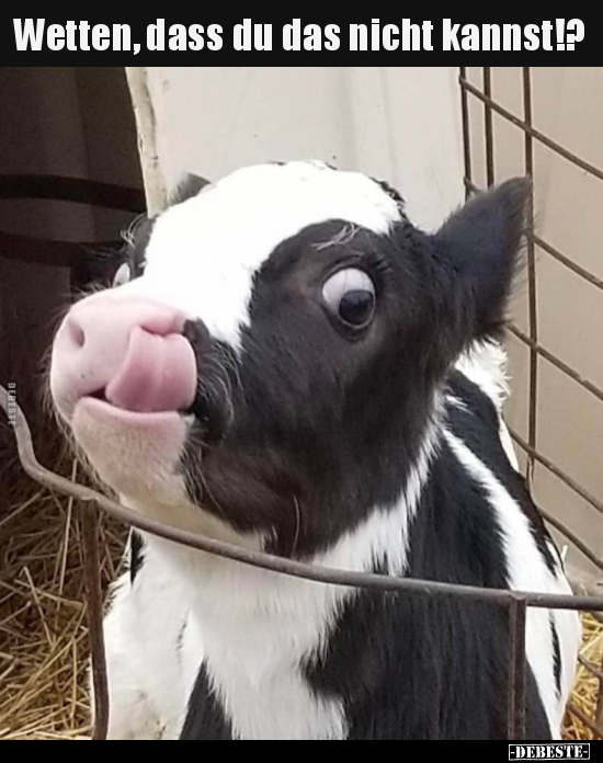 Wetten, dass du das nicht kannst!?..