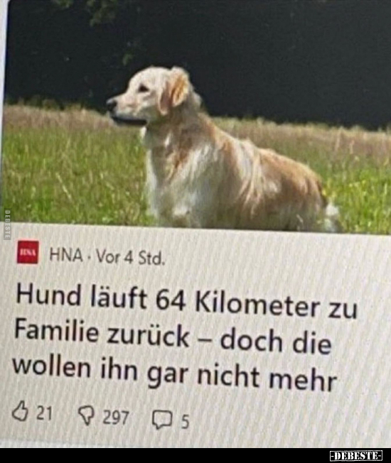 Hund läuft 64 Kilometer zu Familie zurück - doch die wollen.. - Lustige Bilder | DEBESTE.de