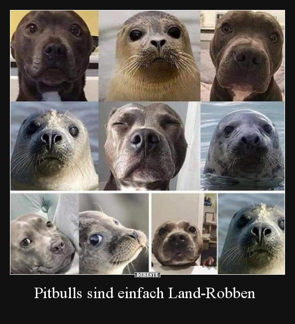 Pitbulls sind einfach Land-Robben.. - Lustige Bilder | DEBESTE.de