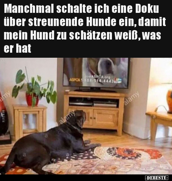 Manchmal schalte ich eine Doku über streunende Hunde ein.. - Lustige Bilder | DEBESTE.de