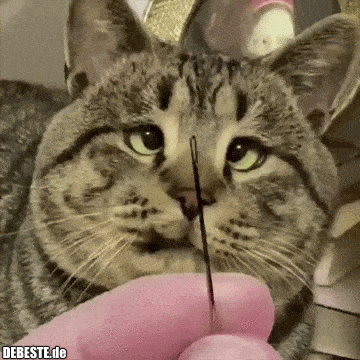  - Lustige Bilder | DEBESTE.de