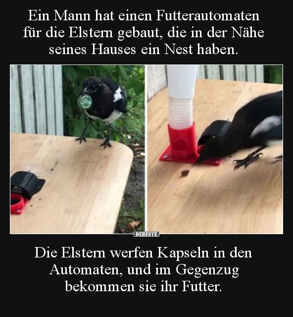 Ein Mann hat einen Futterautomaten für die Elstern gebaut.. - Lustige Bilder | DEBESTE.de