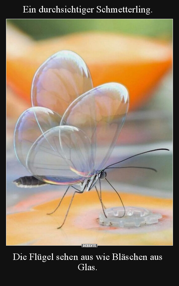 Ein durchsichtiger Schmetterling. Die Flügel sehen aus wie.. - Lustige Bilder | DEBESTE.de