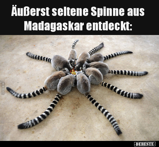 Äußerst seltene Spinne aus Madagaskar entdeckt.. - Lustige Bilder | DEBESTE.de