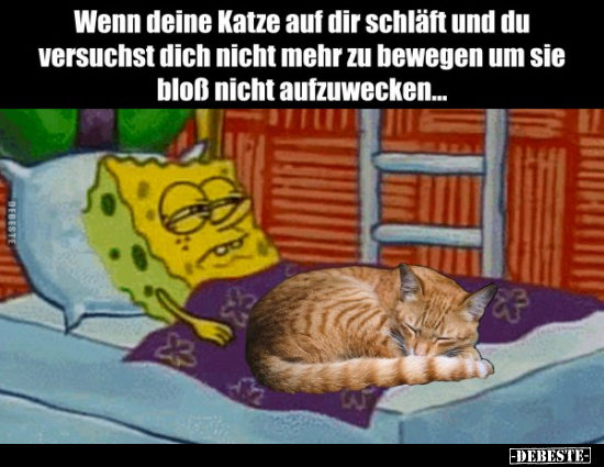 Wenn deine Katze auf dir schläft und du versuchst dich.. - Lustige Bilder | DEBESTE.de