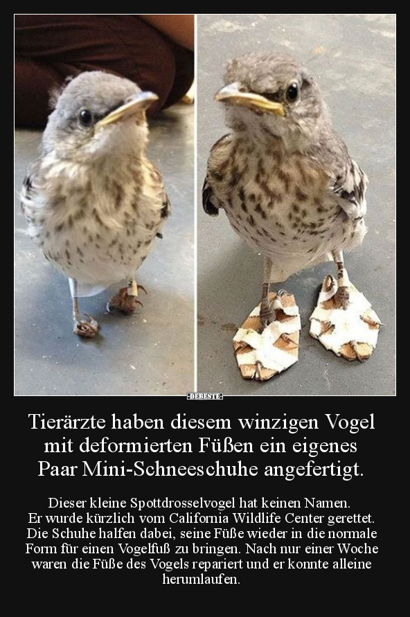 Tierärzte haben diesem winzigen Vogel mit deformierten.. - Lustige Bilder | DEBESTE.de