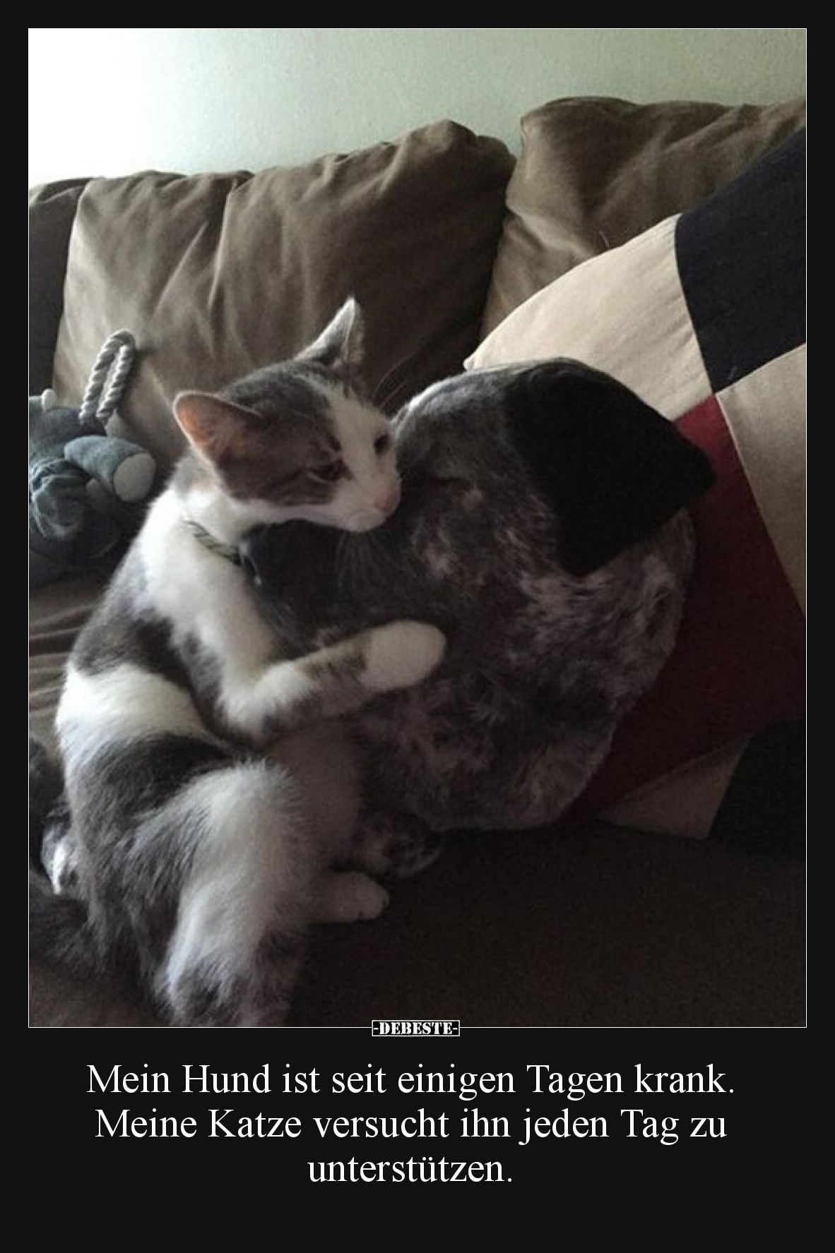 Mein Hund ist seit einigen Tagen krank. Meine Katze versucht ihn jeden Tag zu unterstützen.