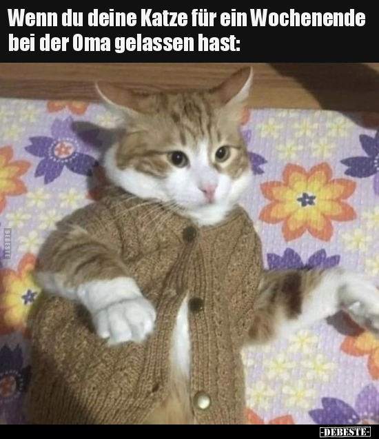 Wenn du deine Katze für ein Wochenende bei der Oma gelassen.. - Lustige Bilder | DEBESTE.de