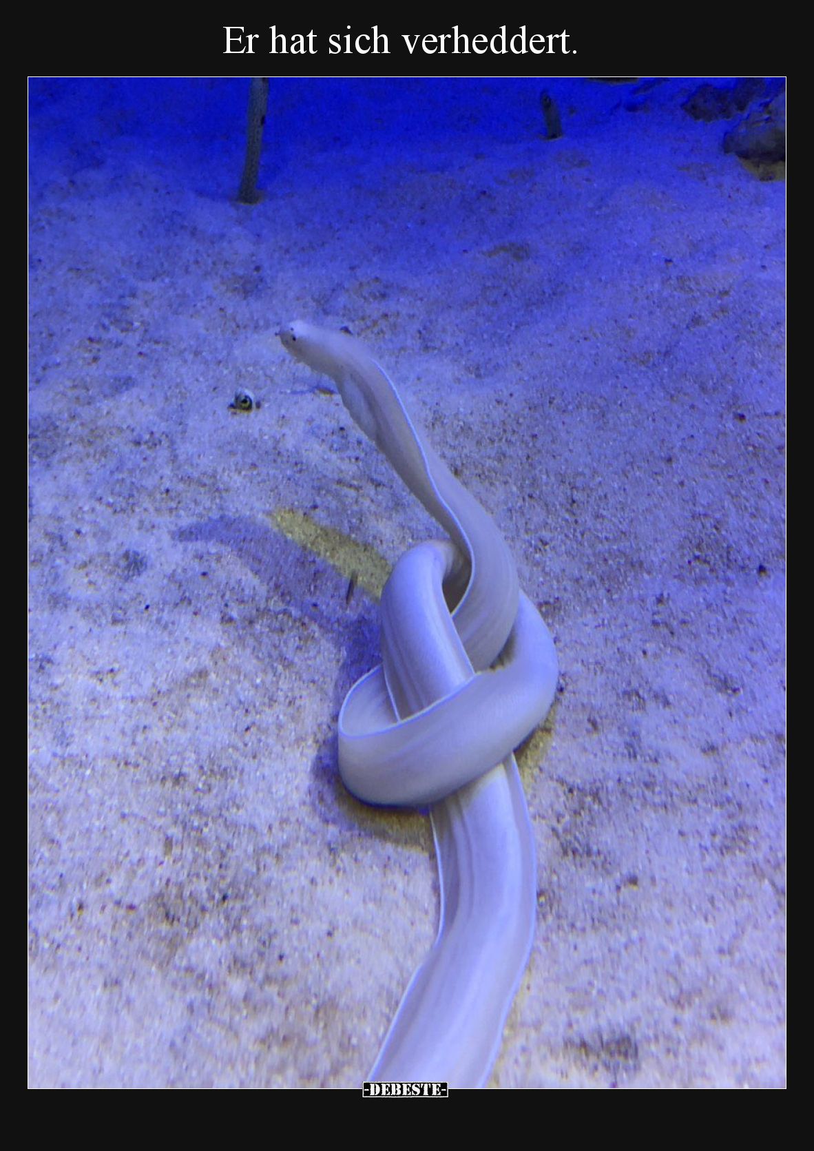 Er hat sich verheddert.