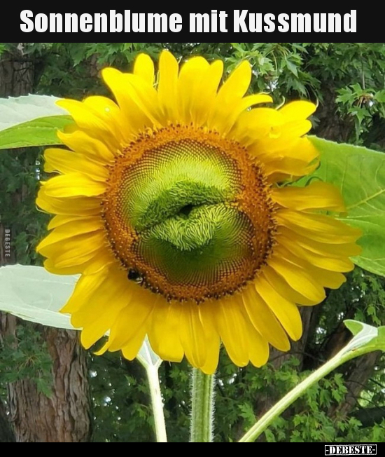 Sonnenblume Mit Kussmund Lustige Bilder Spruche Witze Echt Lustig