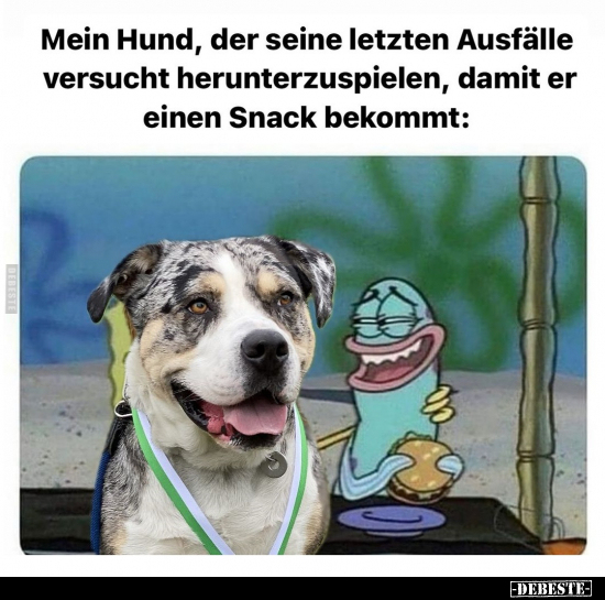 Mein Hund, der seine letzten Ausfälle versucht herunterzuspielen.. - Lustige Bilder | DEBESTE.de