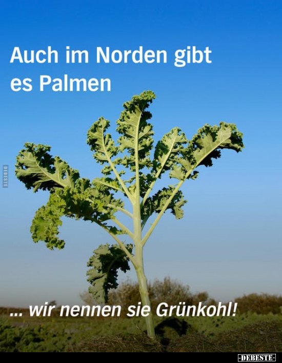 Auch im Norden gibt es Palmen.. - Lustige Bilder | DEBESTE.de