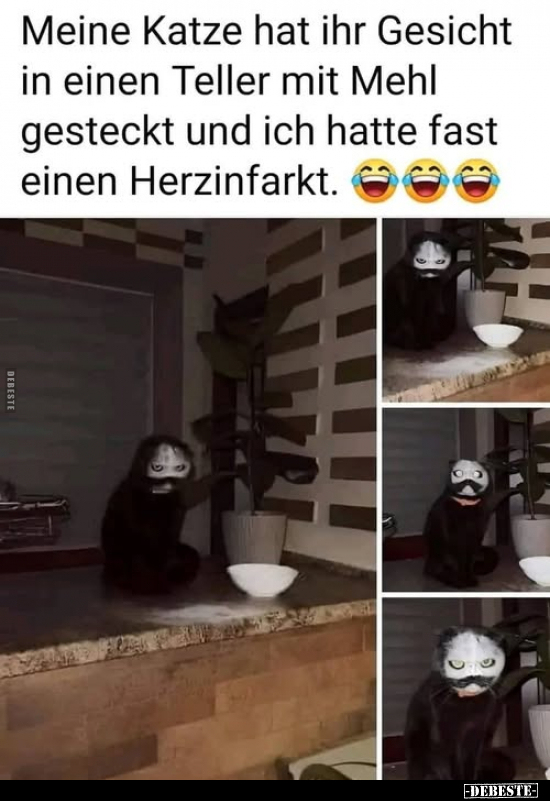 Meine Katze hat ihr Gesicht in einen Teller mit Mehl gesteckt.. - Lustige Bilder | DEBESTE.de