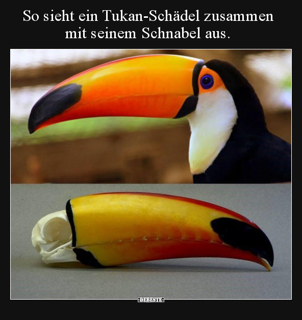 So sieht ein Tukan-Schädel zusammen mit seinem Schnabel..