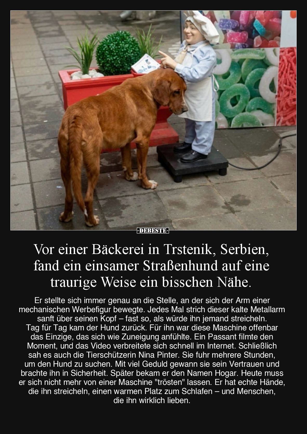 Vor einer Bäckerei in Trstenik, Serbien, fand ein einsamer Straßenhund auf eine traurige Weise ein bisschen Nähe.
Er stell...