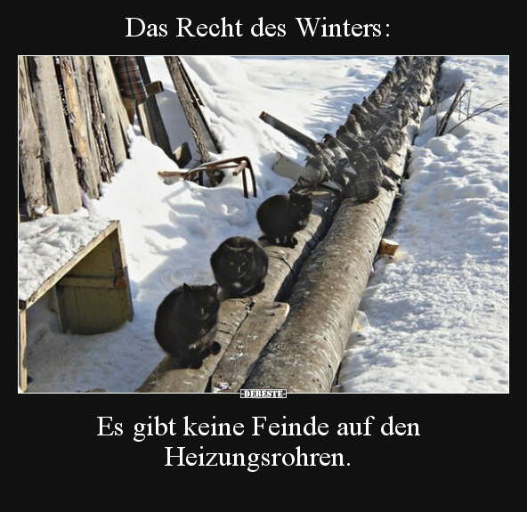 Das Recht des Winters: Es gibt keine Feinde auf den.. - Lustige Bilder | DEBESTE.de