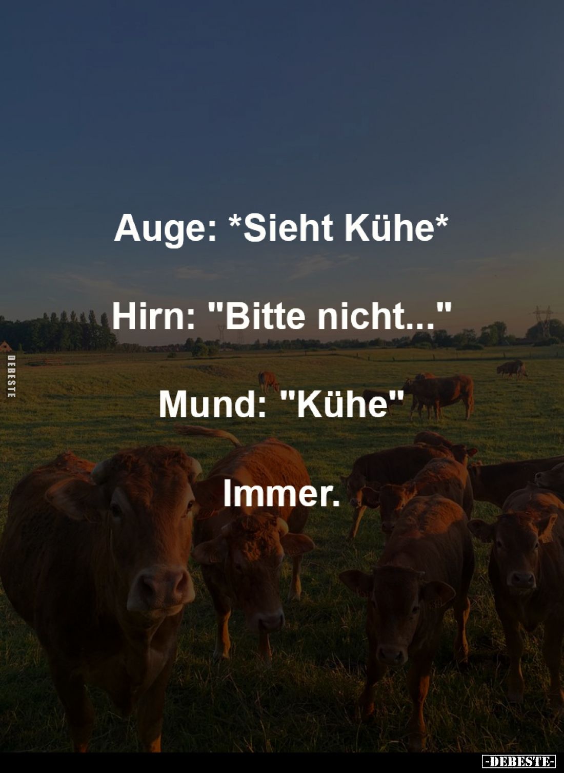 Auge: *Sieht Kühe*
-
Hirn: "Bitte nicht..."
-
Mund: "Kühe"
-
Immer.