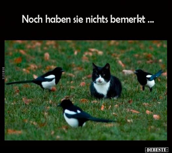 Noch haben sie nichts bemerkt...